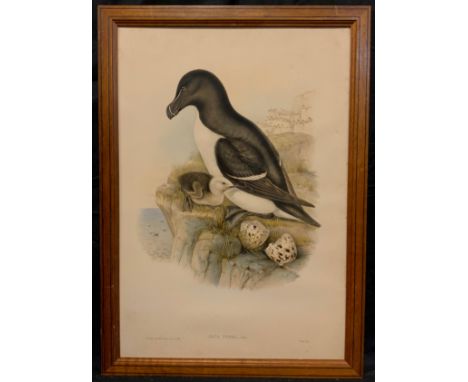 J. Gould, after, 'Alca Torda - Natural History Study', lithograph, 60cm x 43cm. 