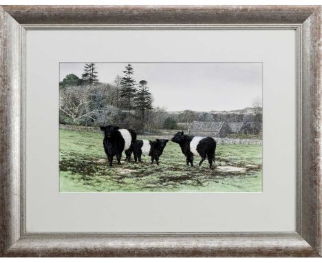 * GRAHAM BRADSHAW, BELTED GALLOWAY CATTLE mixed media on paper, signedmounted, framed and under glassimage size 37cm x 57cm, 