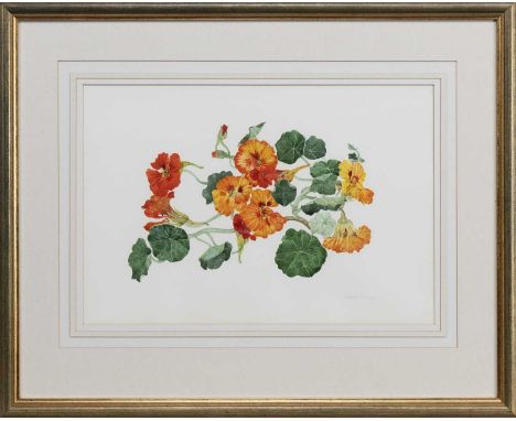 * ELSPETH HARRIGAN (SCOTTISH 1938 - 1999), NASTURTIUMS watercolour on paper, signedmounted, framed and under glassimage size 