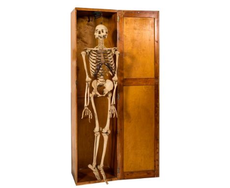 A full medical  female skeleton by Adam, Rouilly &amp; Co, London suspended in a pine case: the whole suspended from a slidin