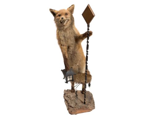 An early 20th century preserved fox, full mount in an anthropomorphic pose with staff and lantern on a natural bark base, 91c