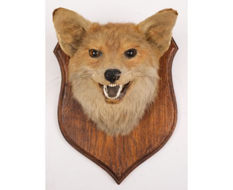 A fox mask hunting trophy on oak shield plinth:, unsigned 30cm high.