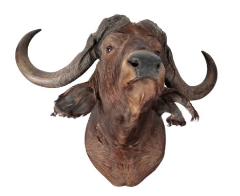 TAXIDERMY: A CAPE BUFFALO NECK MOUNTfrom Chizarira, Zimbabwe, horn length: 63cm, horn width: 116cm, total height: 77cm, total