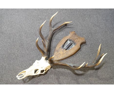A red deer skull with twelve point antlers and an oak mount