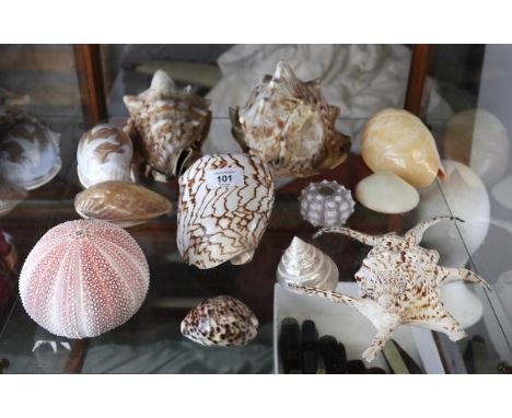 Collection of mixed shells 