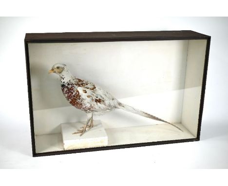 An Edwardian taxidermy white pheasant in glazed case, inscribed 'R Duncan Newcastle on Tyne' 1907, 82 cm wide