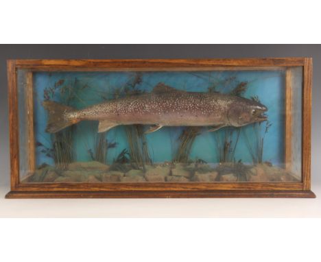 TAXIDERMY: A cased Windermere Char fish specimen, set to a naturalistic ground, the case with plain glass to the front and ri