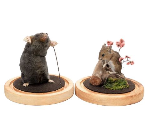 Taxidermy: A Garden Mole &amp; Mouse, modern, by Adrian Johnstone, Taxidermy, Gainford, Co Durham, a full mount adult common 