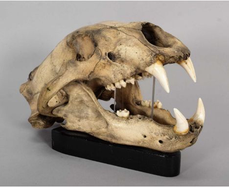 Skulls/Anatomy: A Polar Bear Skull (Ursus maritimus), dated 1929, a full adult Polar bear skull, with jaw slightly agape upon