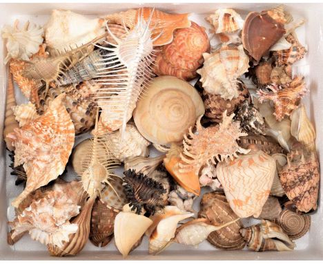 Conchology: A Collection of World Sea Shells, a varied collection of Spondylus (Spiny Oyster) shells of differing sizes and c