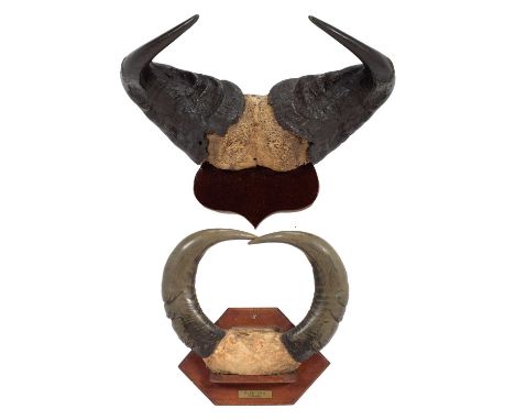 Antlers/Horns: Cape Buffalo &amp; African Forest Buffalo Horns, circa early 20th century, a pair of young adult Cape buffalo 