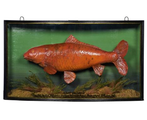 Taxidermy: A Cased Giant Goldfish (Carassius auratus), dated 1948, by John Cooper &amp; Sons, 78 Bath Road, Hounslow, (Griggs