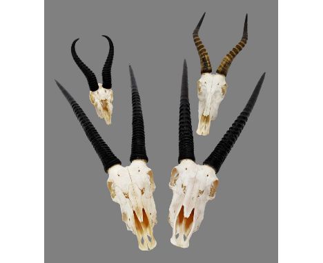 Antlers/Horns: A Collection of African Game Trophies, modern, South Africa, to include - two sets of large adult male Oryx ho