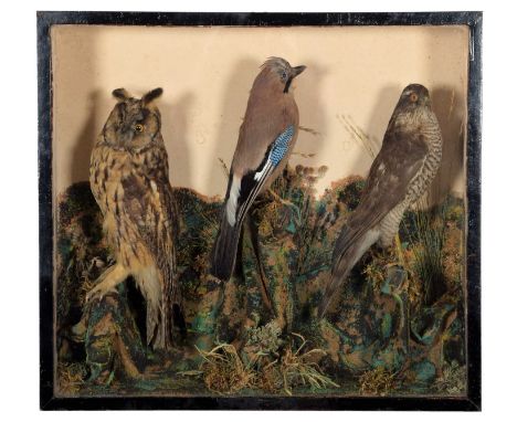 Taxidermy: A Late Victorian Cased Long-eared Owl, Jay &amp; Sparrowhawk, circa 1880-1900, a full mount adult Long-eared Owl, 