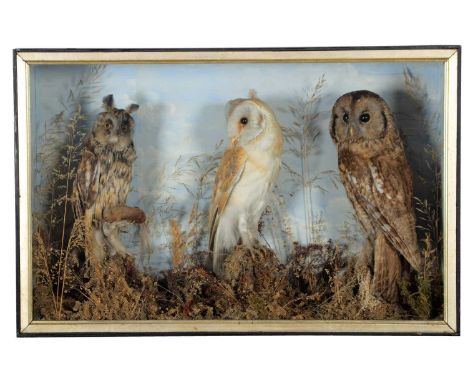 Taxidermy: A Late Victorian Cased Barn Owl, Tawny Owl &amp; Long-eared Owl, circa 1880-1900, a full mount adult Long-eared Ow