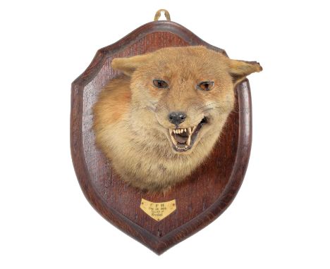 Taxidermy: Red Fox Mask (Vulpes vulpes), dated Dec 1928, by Henry Murray &amp; Son, Naturalists, Bank Buildings, Carnforth, a