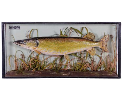 Taxidermy: A Cased Northern Pike (Esox lucius), dated 1933, by George Herd, Pictorial Taxidermist, 12 Whitehall Road, Norwich