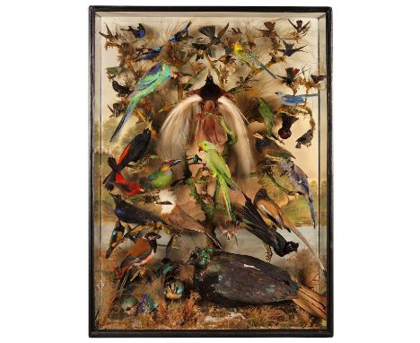 Taxidermy: A Large Late Victorian Diorama of Tropical Birds, circa 1840-1860, by John Leadbeater &amp; Son, Ornithologists &a