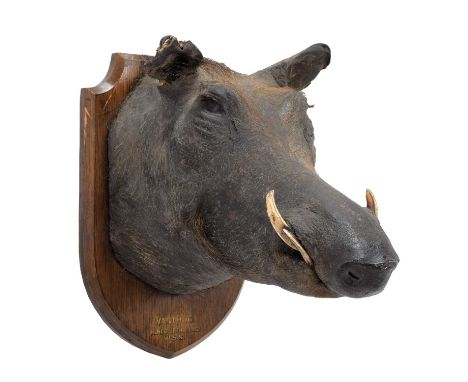 Taxidermy: A Common Warthog (Phacochoerus africanus), dated 1912, N. Nigeria, Africa, by Edward Gerrard &amp; Son's, Taxiderm