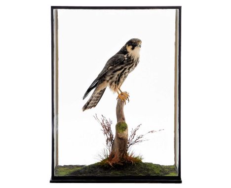 Taxidermy: A Cased European Hobby (Falco subbuteo), circa 2007, a high quality full mount adult perched atop a small cut tree