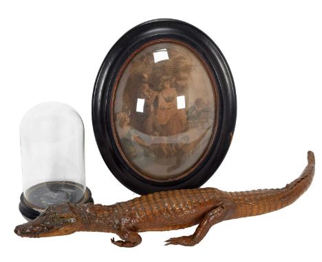 Natural History: A Bubble Wall Dome, Glass Dome &amp; Alligator, an early 20th century oval glass bubble wall dome with eboni