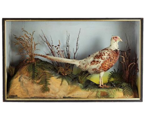 taxidermy+tables, Stuffed Pheasant: June 2008