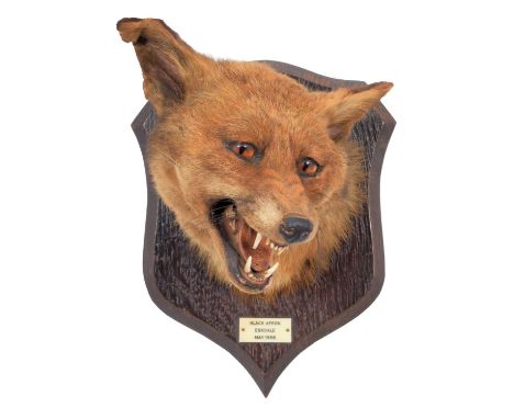 Taxidermy: Red Fox Mask (Vulpes vulpes), dated 1958, by Peter Spicer &amp; Sons, Taxidermists, Leamington, an adult head moun