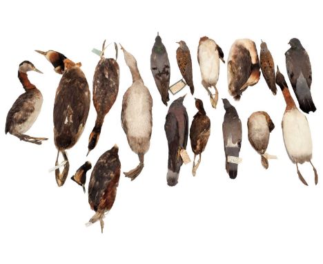 Taxidermy: A Collection of Various Pigeon, Dove &amp; Grebe Cabinet Study Skins, circa late 19th-early 20th century, by James