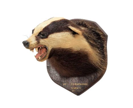 Taxidermy: European Badger Mask (Meles meles), dated 1964, by Thomas Salkeld, Taxidermist &amp; Naturalist, Over Kellet, Carn