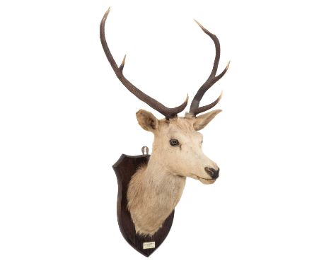 Taxidermy: Scottish Red Deer (Cervus elaphus scotticus), dated 1935, by Henry Murray &amp; Son, Naturalists, Bank Buildings, 