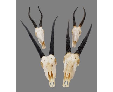 Antlers/Horns: A Collection of African Game Trophies, modern, South Africa, to include - two sets of large adult male Oryx ho