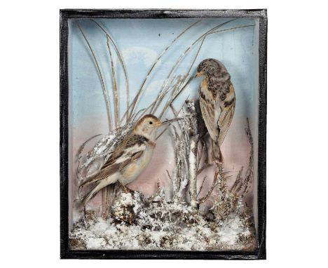 Taxidermy: A Late Victorian Cased Brambling &amp; Snow Bunting, a full mount adult Snow Bunting perched atop a small frosted 