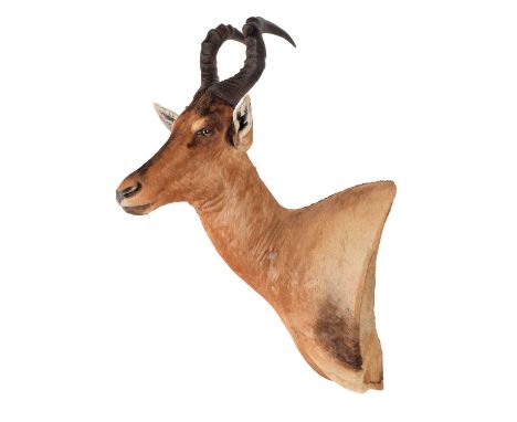 Taxidermy: Cape Red Hartebeest (Alcelaphus caama), modern, South Africa, a large high quality adult male shoulder mount, side