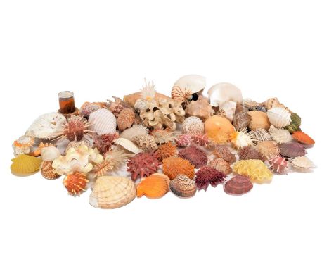 Conchology: A Collection of Spondylus, Fluted Clam &amp; Sea Snail Shells, a varied collection of Spondylus (Spiny Oyster) sh