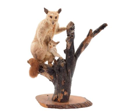 Taxidermy: A New Zealand Common Brush-Tailed Possum &amp; Young (Trichosurus vulpecula), circa early-mid 20th century, a full