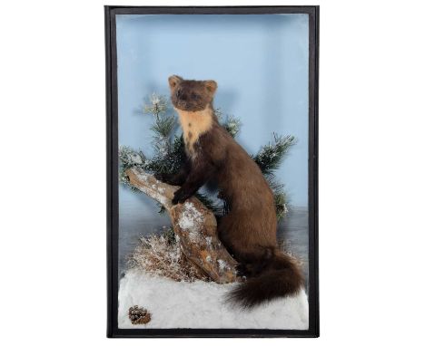 Taxidermy: Scottish Pine Marten (Martes martes), circa 2018, East Scotland, a full mount adult stood upon a frosted tree trun