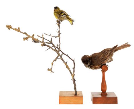 Taxidermy: A Siskin &amp; Redwing, circa early 20th century, by Dr James Harrison, Sevenoaks, Kent, a full mount adult male S