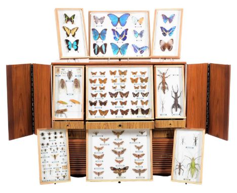 Entomology/Coleoptera: A Large Collection of British &amp; Tropical Butterflies, Including Insects &amp; Beetles, circa early