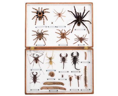 Arachnology: A Collection of Spiders, Scorpions &amp; Millipedes, circa late 20th century, a varied collection of World Arach