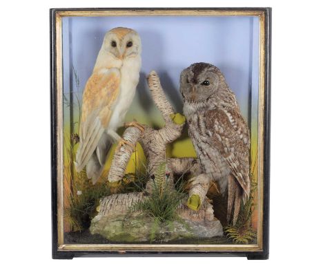 Taxidermy: A Cased Barn Owl &amp; Tawny Owl, 1860-1942, by James Hutchings, Taxidermist's, Aberystwyth, Wales, a high quality