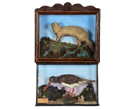 Taxidermy: A Late Victorian Cased Oyster Catcher &amp; European Mink, circa 1880-1900, a full mount adult Oyster catcher stoo