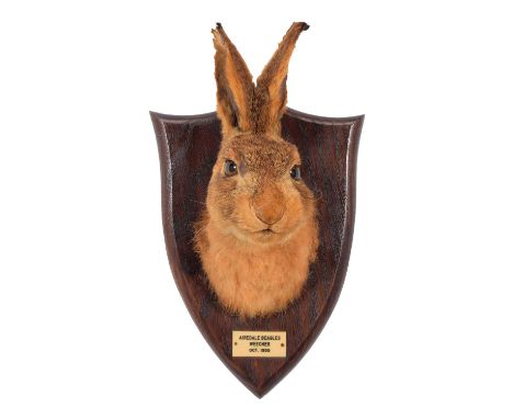 Taxidermy: A European Hare Head Mount (Lepus timidus), dated 1955, by Peter Spicer &amp; Sons, Taxidermists, Leamington, an a