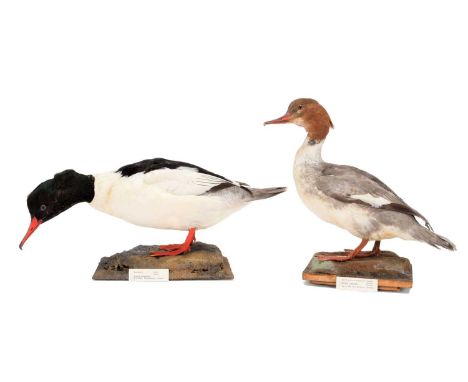 Taxidermy: A Red-Breasted Merganser &amp; Goosander, dated 1938 &amp; 1940, a full mount adult female Red-breasted Merganser 