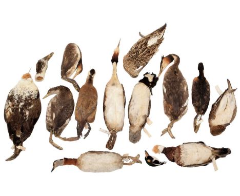 Taxidermy: A Collection of Various Grebe &amp; Duck Cabinet Study Skins, circa late 19th-early 20th century, attributed to Ja