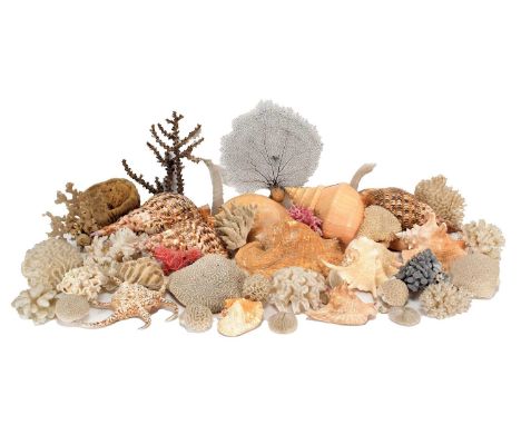 Conchology: A Collection of World Sea Shells &amp; Coral, a collection of various large Conch shells, a quantity of various s