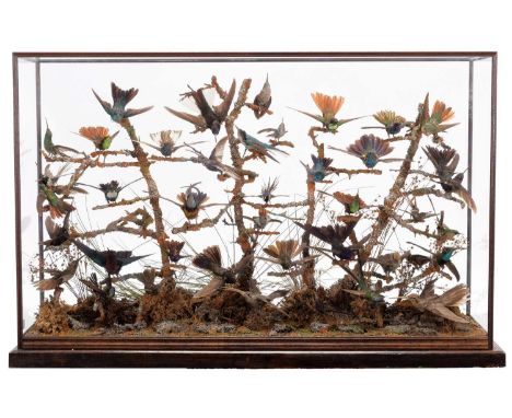 Taxidermy: A Late Victorian Hummingbird Diorama, a superb high quality mixed diorama of forty two various Hummingbirds, to in