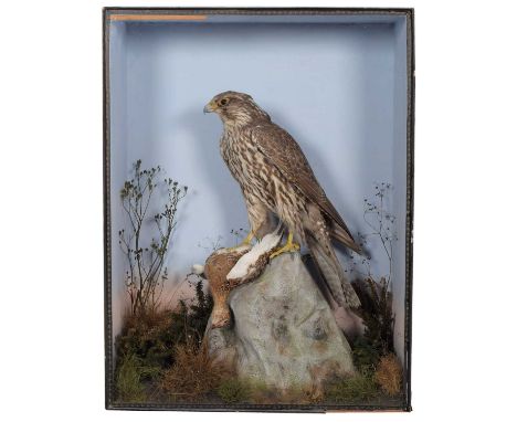 Taxidermy: An Edwardian Cased Gyrfalcon (Falco rusticolus), dated 1904, by Pratt &amp; Sons, Naturalist's, 11 North Street Qu