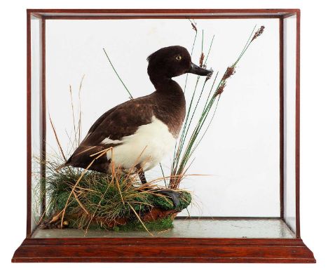 Taxidermy: A Cased Tufted Duck (Aythya fuligula), by Peter Spicer &amp; Sons, Taxidermists, (1839-1960), Royal Leamington Spa