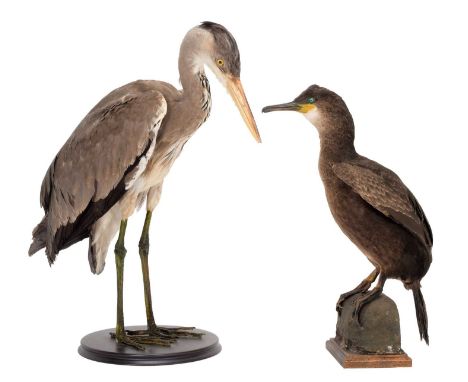 Taxidermy: A Grey Heron &amp; Shag, circa late 20th century, a full mount adult Grey Heron, stood with head lowered, mounted 