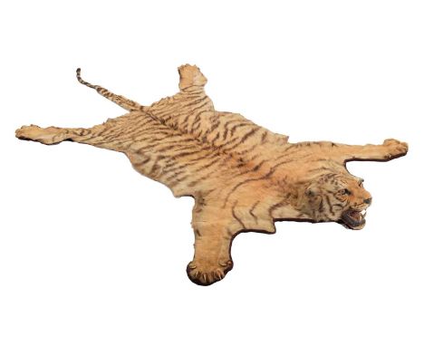 Taxidermy: Bengal Tiger Skin Rug (Panthera tigris tigris), by Edward Gerrard &amp; Sons, 61 College Place, Camden, London, a 